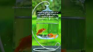 Amazing Quotes | Best Urdu Quotes | Islamic Urdu Quotes #shorts #quotes #viral #urduquotes #poetry