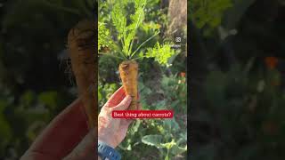 #shorts Growing carrots at home