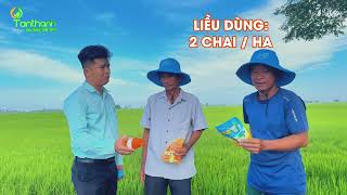 [CMCS] Nhà nông nói gì về rầy phấn trắng và sâu đục thân? Tập 2