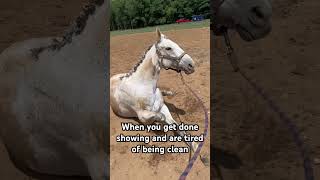 #horse #equestrainlife #ottb grey horses be like