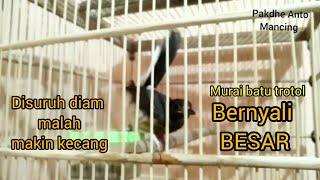 BURUNG MURAI BATU TROTOL BERNYALI BESAR