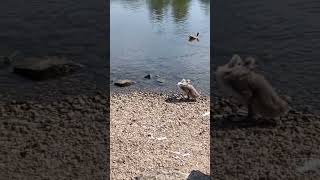 Birds on Main. Frankfurt. Germany. #travel #spring #tram #birds #nature #duck #europe #beach #love