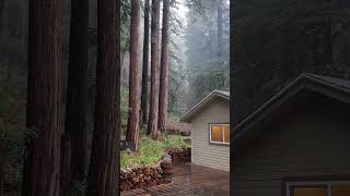 2022-12-03 #ForestLife The #Redwood #Rainforest doing what it does. #Rain #KootNKooterCabin