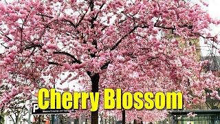 BEAUTIFUL CHERRY BLOSSOM  IN OBERKASSEL, DÜSSELDORF-  IT IS SPRING TIME ! !(2022)