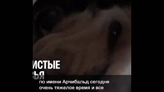 Уберегите своих собак от коронавируса ❗️keep dogs safe from caranavirus