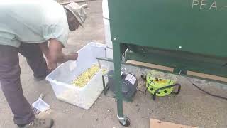 Shelling Purple hull Peas down home .With Robert Taylor on his farm.