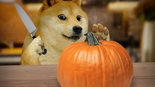 Doge carves a pumpkin