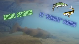 Struite Fishing (pêche de la truite aux leurre en milieu urbain)