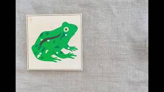 🐸 Partes del anfibio - Montessori