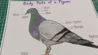 How to draw body parts of a pigeon / Body parts of a pigeon drawing idea step by step