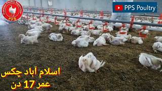 17 Days Old Islamabad Chicks | PPS | Poultry Supervisor | Pakistan Poultry |