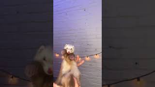 Extremely Cute Mouse Dance! 🤩 #206