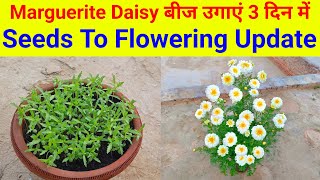 अकतूबर मे उगाये Marguerite Daisy 3 दिन में / How To Grow Marguerite Daisy From Seeds With Flowering