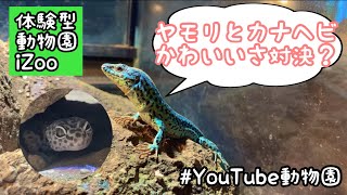 ヤモリとカナヘビ／体験型動物園iZoo［YouTube動物園］#ヤモリ #カナヘビ