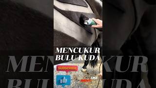 Mengapa Kuda Perlu Dicukur? Fakta Menarik tentang Pergantian Bulu Kuda #shorts #faktaunik