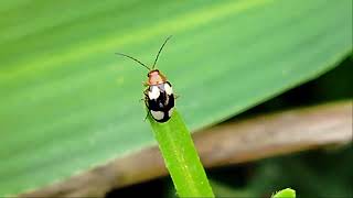 ছোট একটি পোকার ভিডিওগ্রাফি। 🐞