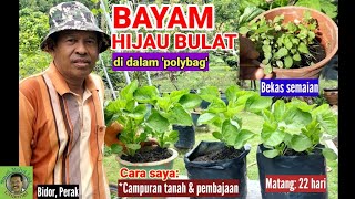 BAYAM HIJAU BULAT DI DALAM 'POLYBAG' | Campuran tanah & pembajaan