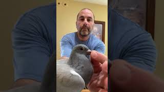 New pigeons and breeding update