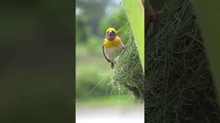 Mating Call of Baya Weaver सुग्रीव पक्षी