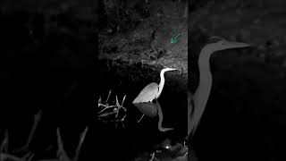 BLUE HERON is not fond of his neighbors #trailcamera #nature #skunks #blueheron #birdwatching #night