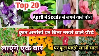 Top 20 +summer unique and parmanent plants grow from seeds / कुछ हटकर लगाए बीज