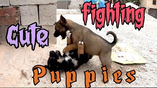 Dogs fighting |Cute dogs puppies fighting | pequeños perros peleando | كلاب صغيرة تتقاتل | 小狗打架