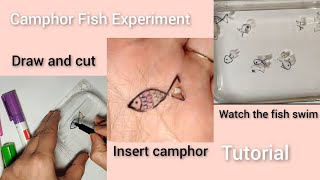 Camphor fish experiment #camphor #fish #experiment @MangoWoman007