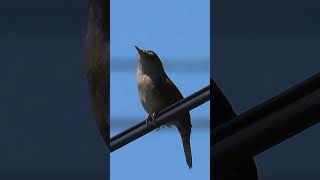 Backyard Friend: House Wren #birds