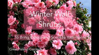 Winter Wall shrubs- To bring colour and scent to your home.