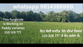 Fungicide Working on Paddy || Modern Kheti | whatsapp 9814388969