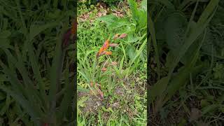 This is my new favorite montbretia lucifer plant #montbretia #plant