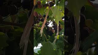 How many years does it take for a grapevine to produce fruit?