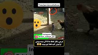 هر چی شکار لحظه ها دیدی بودی بی خیال اینو ببین فقط ،پارسیان کت مرکز خرید انواع گربه اسکاتیش و بریتیش