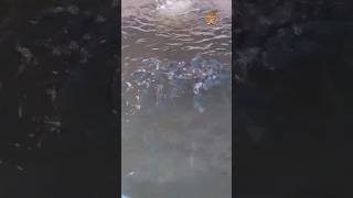 olha a evolução dos peixes de seu Miguel membro do canal top