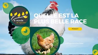 Quelle est la plus belle race de poulet