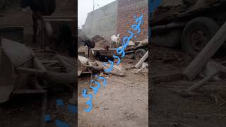 Punjab village life good village orara لائیو live#ytshort #villagelife #viralshort #amazing