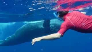 Chant baleine de l'ile de la Réunion