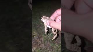 Frogs and lizards make you laugh // Catch the last big frog Hahaha // Catch frog haha