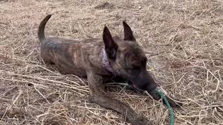 Nala happy in hay