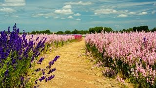 Confetti Fields 2015 - An Amazing Vista Of Colour