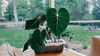 Plant Unboxing! Moss Venting. Repot New Plants With Me. Adding To My Urban Jungle. Porch Living.