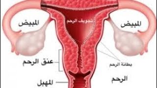 وظائف المبيض عند المرأة ، و هرمون الاستروجين ، هرمون الأنوثة