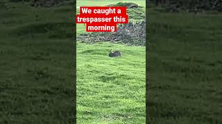 Trespassers caught on camera 📷 #trendingshorts #explore #shorts #viral