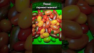 13.07 ранні томати #tomato