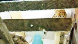 Leopard Entered In Nainital Hotel│Leopard enters hotel room in Nainital, leaves couple in panic