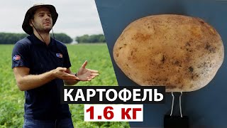 Семинар по питанию картофеля в Ставропольском крае