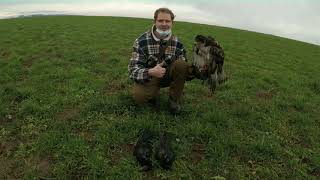 A.B.Eagle and Goshawk vs Crows