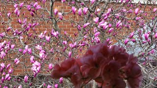 Magnolia tour and picking pansies for drying