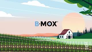 Бейо   Праймирование и B Mox на Луке