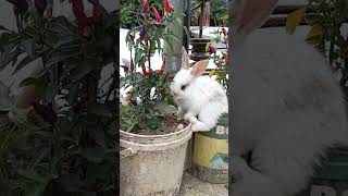 Enjoying the chili leaves #cute_bunnies #shorts #rabbit_raising